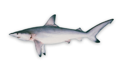 Blacktip shark thumbnail