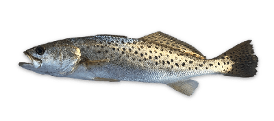 Spotted seatrout thumbnail