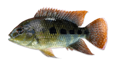 Spotted tilapia thumbnail