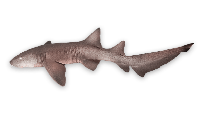 Nurse shark thumbnail