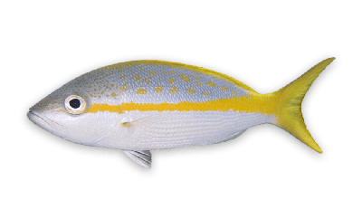 Yellowtail snapper thumbnail