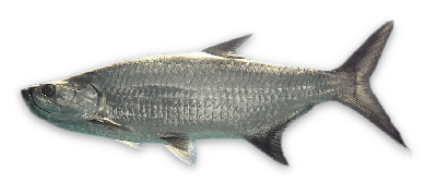 Tarpon thumbnail