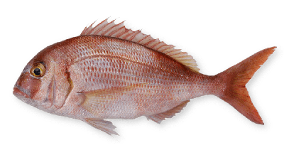 Red porgy thumbnail