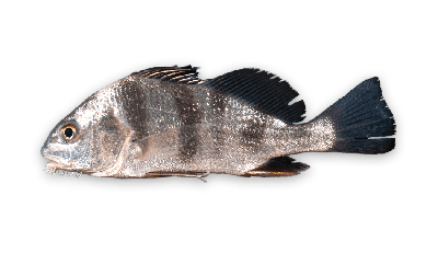 Black drum thumbnail