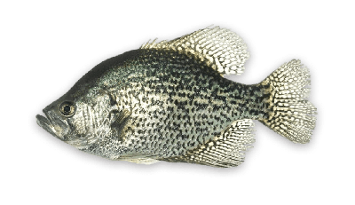 Black crappie thumbnail