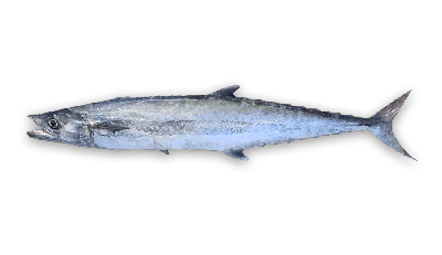King mackerel thumbnail
