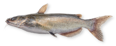 Channel catfish thumbnail