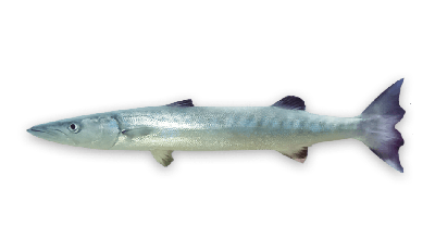 Great barracuda thumbnail