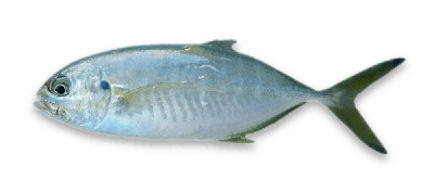 Blue runner thumbnail