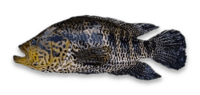 Jaguar guapote thumbnail