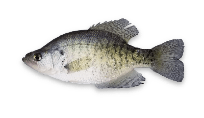 White crappie thumbnail