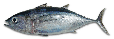 Blackfin tuna thumbnail