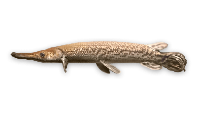 Alligator gar thumbnail