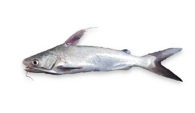 Gafftopsail catfish thumbnail