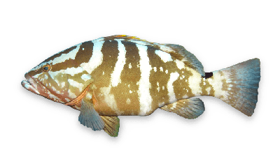 Nassau grouper thumbnail