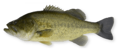 Largemouth bass thumbnail