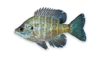Bluegill thumbnail