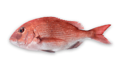 Red snapper thumbnail
