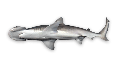 Bonnethead shark thumbnail