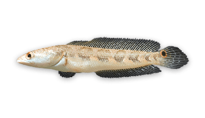 Great snakehead thumbnail