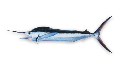 White marlin thumbnail