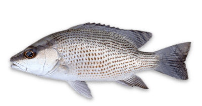 Mangrove snapper thumbnail