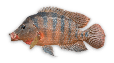 Mexican mojarra thumbnail