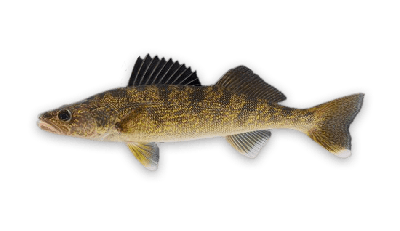 Walleye thumbnail
