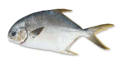 Florida pompano thumbnail